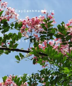 Cây muồng