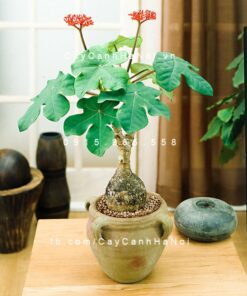 Cây Ngô Đồng