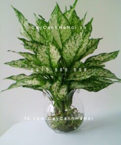 Cây ngọc ngân trồng nước, thủy canh