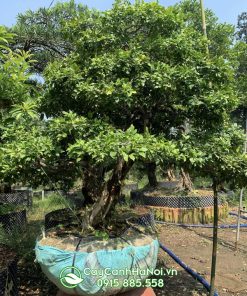 mua cây nguyệt quế bonsai