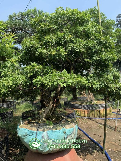 mua cây nguyệt quế bonsai