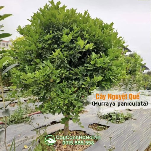 Cây nguyệt quế đẹp
