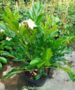 Cây nguyệt quế lá lớn (nguyệt quế thái lan)