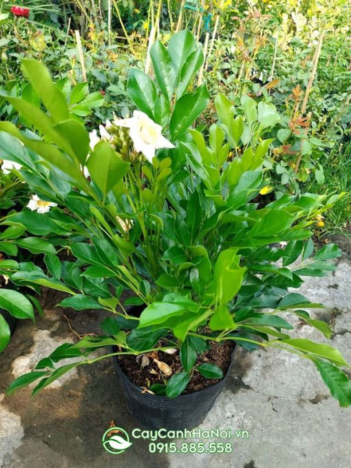 Cây nguyệt quế lá lớn (nguyệt quế thái lan)