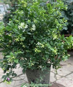 Cây nguyệt quế lá nhỏ