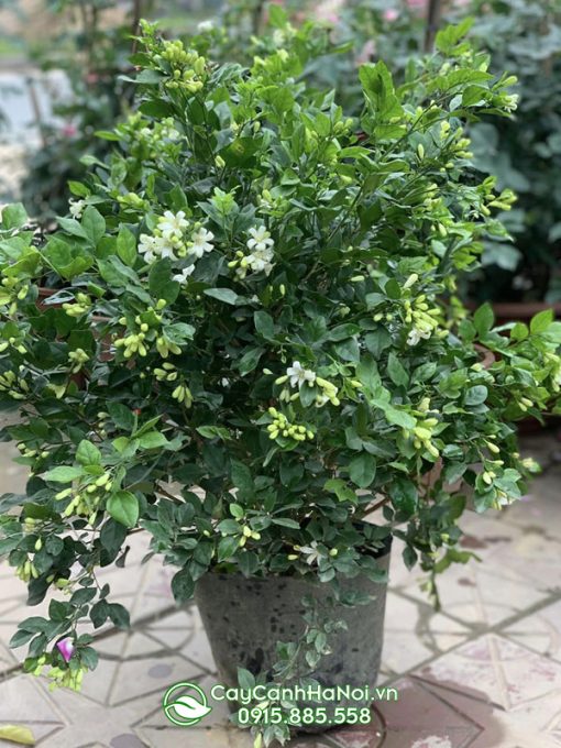 Cây nguyệt quế lá nhỏ
