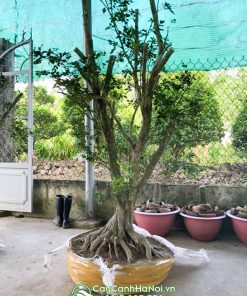 Cây nguyệt quế lá nhỏ thân xoắn