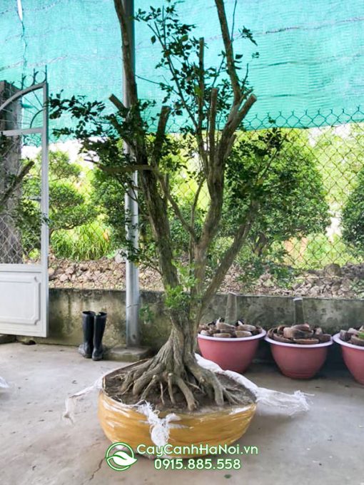 Cây nguyệt quế lá nhỏ thân xoắn