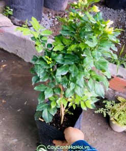 Cây nguyệt quế mini