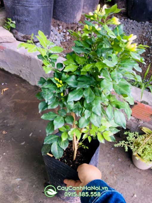 Cây nguyệt quế mini
