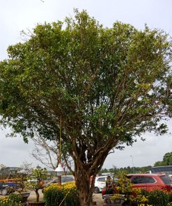 Cây nguyệt quế rừng
