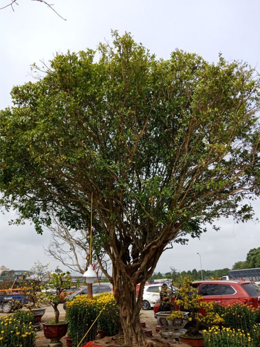 Cây nguyệt quế rừng