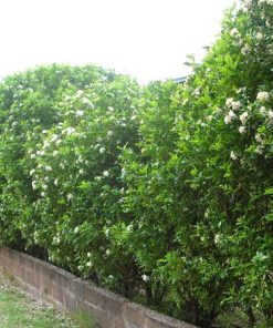 Cây nguyệt quế trồng hàng rào