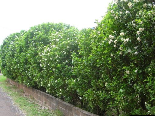 Cây nguyệt quế trồng hàng rào