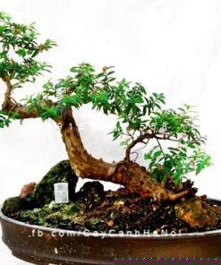 Dáng ổi đẹp