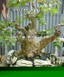 Dáng ổi đẹp