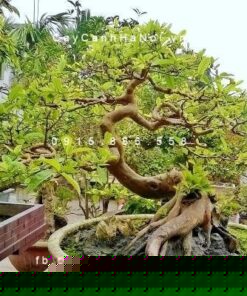 Dáng ổi đẹp