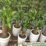 Cây phát tài để bàn