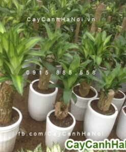 Cây phát tài để bàn