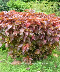 Cây Phổi bò