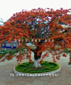 Cây Phượng