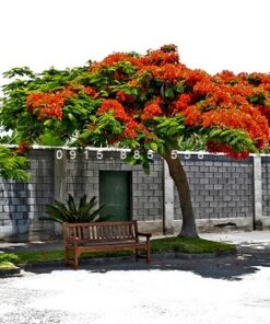 Cây phượng vỹ
