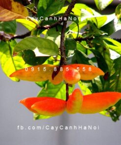 Cây sang