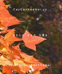 Cây Sau Sau