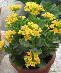 Cây sống đời