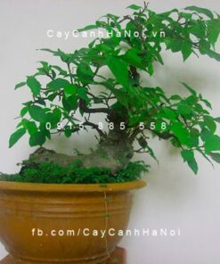 Cây Sung