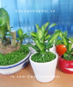 Cây tặng đối tác