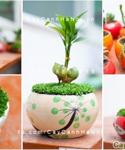 Cây tặng đồng nghiệp