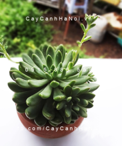 Cây tặng mẹ