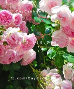 Cây tặng người yêu