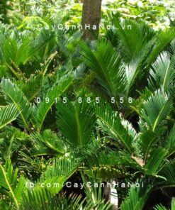 Cây thiên tuế