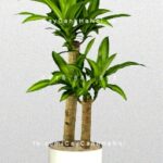 Cây thiết mộc lan để bàn