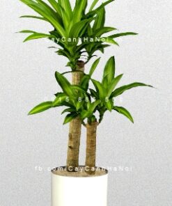 Cây thiết mộc lan để bàn