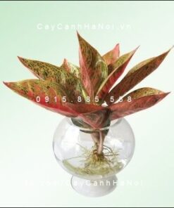 cay-thinh-vuong-de-ban