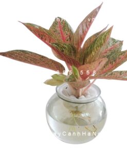 Cây Thịnh Vượng Trồng Nước, Thủy Canh