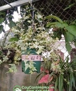 Phong thủy cây cảnh thường xuân
