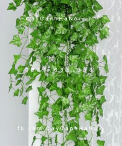 cay-thuong-xuan-nguyet-que-leo-gian
