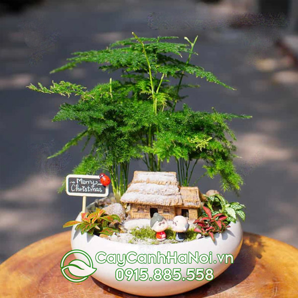 Thủy tùng trồng tiểu cảnh làm quà mừng thọ