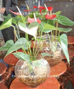 Cây tiểu hồng môn trồng nước, thủy canh
