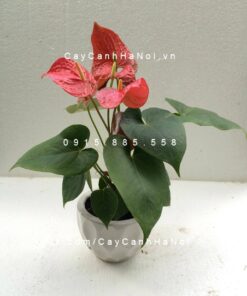 Cây Tiểu hồng môn