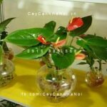 Cây đại hồng môn để bàn