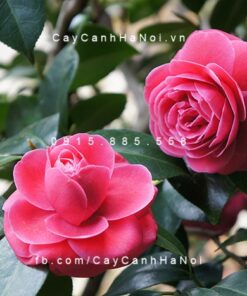 Cây Trà My