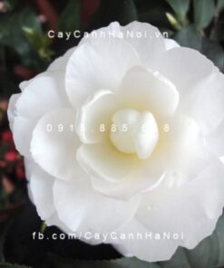 Cây hoa trà mi
