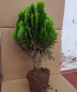 Cây Trắc Bách Diệp tác dụng cầm máu và các ý nghĩa công dụng khác