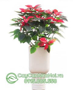 Cây trạng nguyên chậu lớn để sàn