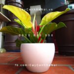 Cây Trầu Bà Đế Vương để bàn